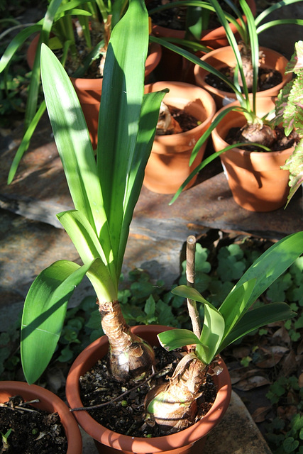 Hippeastrum en développement