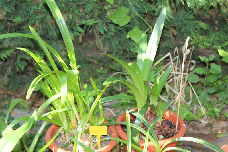 Nérines et Hippeastrum en développement