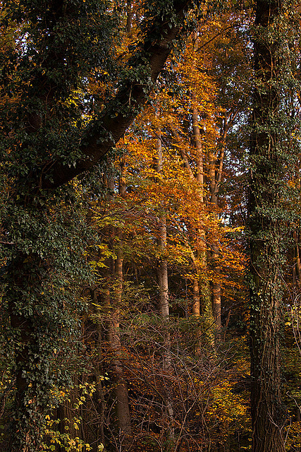 20111031 6773RAw [D~LIP] Golfplatz, Bad Salzuflen