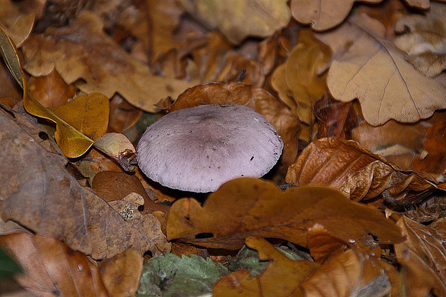 20111031 6765RAw [D~LIP] Pilz, Bad Salzuflen