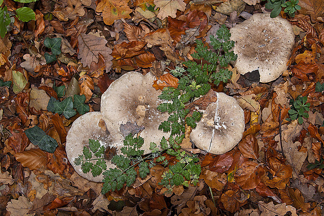 20111031 6764RAw [D~LIP] Pilz, Bad Salzuflen