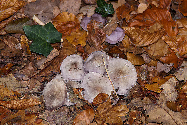 20111031 6762RAw [D~LIP] Pilz, Bad Salzuflen