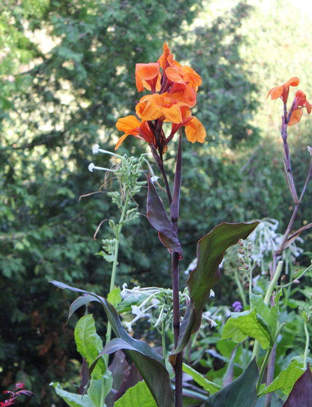 Canna hybride " Saladin"