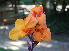 Canna hybride "Saladin"