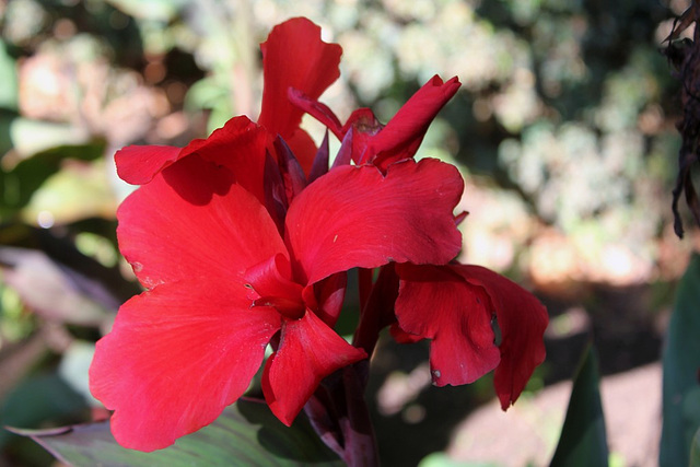 Canna hybride rouge