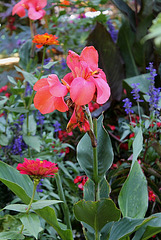 Canna hybride rose