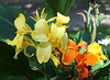 Cannas hybrides