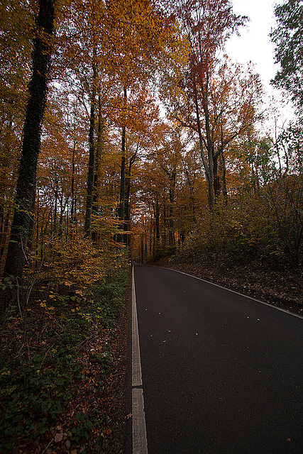 20111031 6758RWw [D~LIP] Herbstwald, Bad Salzuflen