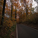 20111031 6758RWw [D~LIP] Herbstwald, Bad Salzuflen