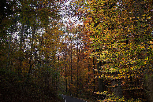 20111031 6757RWw [D~LIP] Herbstwald, Bad Salzuflen