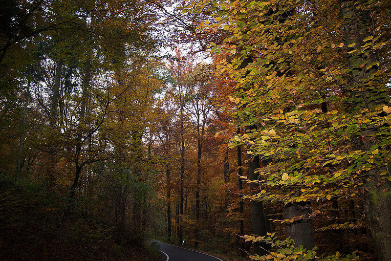 20111031 6757RWw [D~LIP] Herbstwald, Bad Salzuflen
