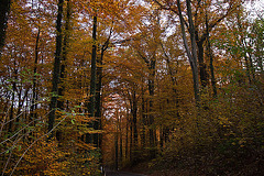 20111031 6756RWw [D~LIP] Herbstwald, Bad Salzuflen
