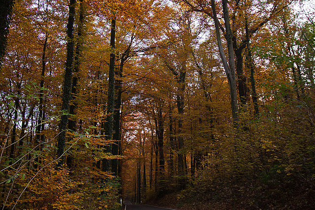 20111031 6756RWw [D~LIP] Herbstwald, Bad Salzuflen