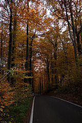20111031 6755RWw [D~LIP] Herbstwald, Bad Salzuflen