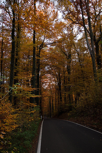 20111031 6755RWw [D~LIP] Herbstwald, Bad Salzuflen