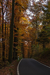 20111031 6754RAw [D~LIP] Herbstwald, Bad Salzuflen