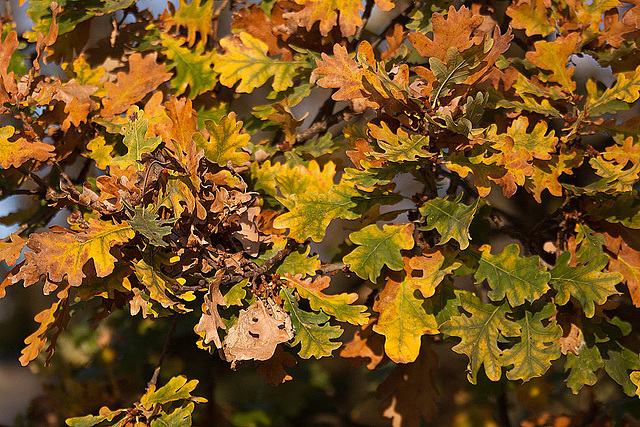 20111112 6904RAfw Eichenlaub [HF]