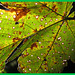 Ahornblatt im Herbst