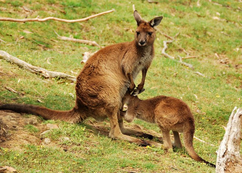 Poor mum! (Milieu naturel)