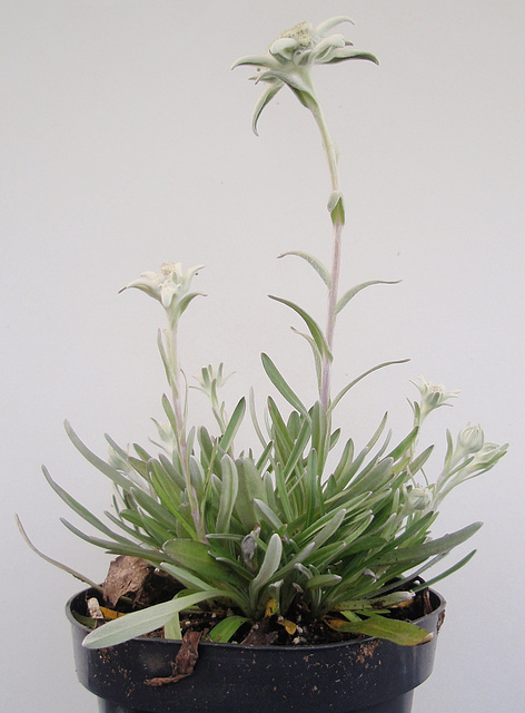 Leontopodium alpinum 'Matterhorn' P9243481-2