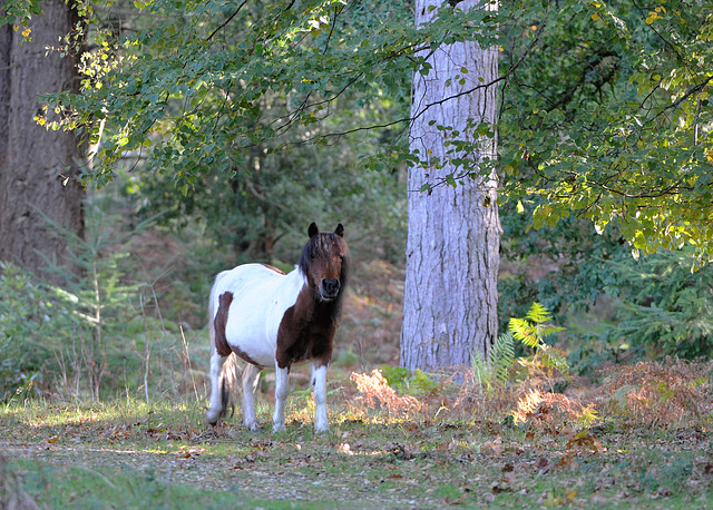 New Forest Pony