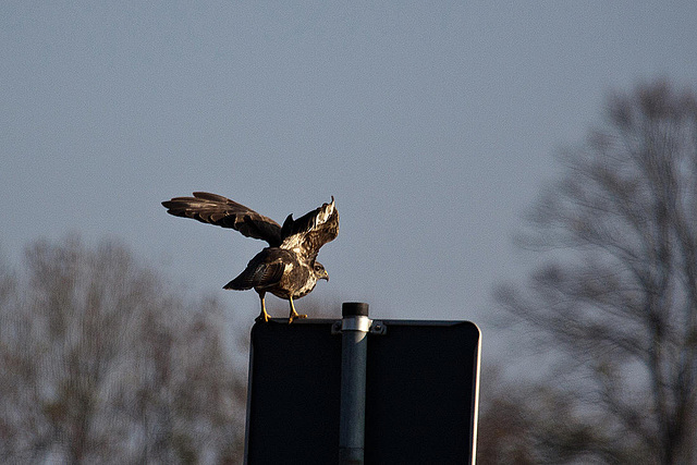 20111112 6839RAw [D~HF] Bussard, Herford