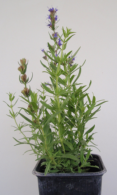 hysope officinale P9243496-2