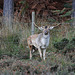 Fallow Stag (b)