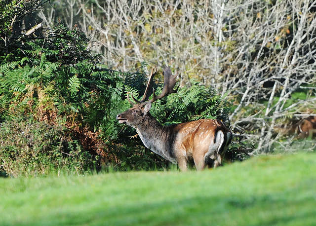 Fallow Stag (a)