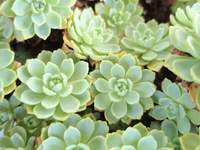 Sedum palmeri P9243501