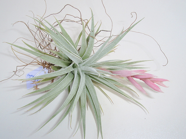 tillandsia meridionalis P9243513