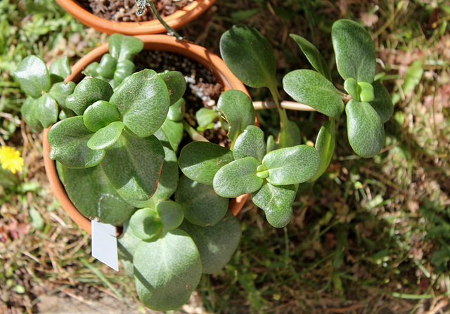 Crassula multicava