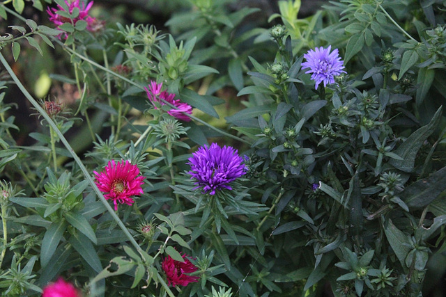 Asters Marie Ballard ( novi-belgii) au fond, au centre Purple Dome, à gauche Alma