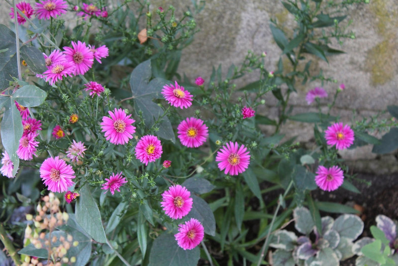 Aster novae angliae Paul Gerber