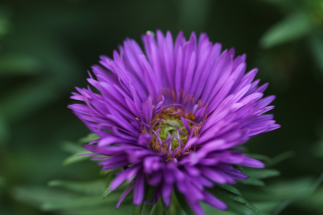 Aster novae angliae Purple Dome