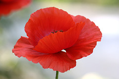 Später Mohn