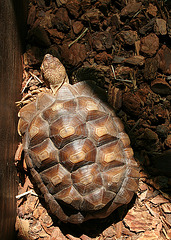 L.A. County Fair - African Tortoise (0617)