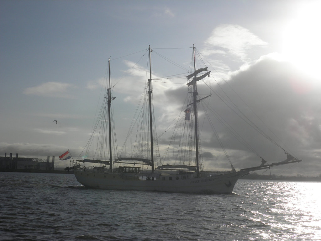 Segelschiff  "Mare Frisium" auf der Elbe