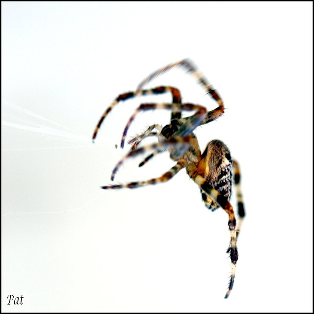 Spider