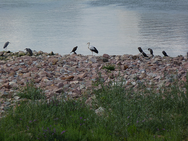 Graureiher, Storch und Kormorane