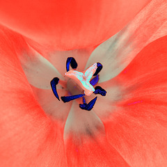 Vision de tulipe