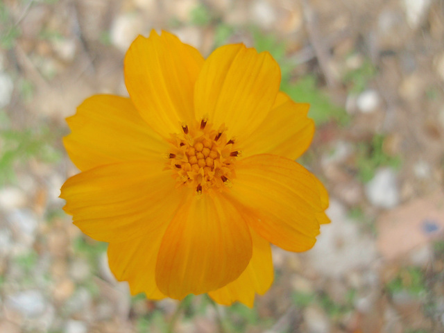 cosmos sulphureus P9063237