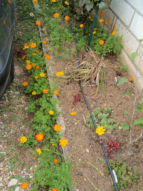 cosmos sulphureus P9063239