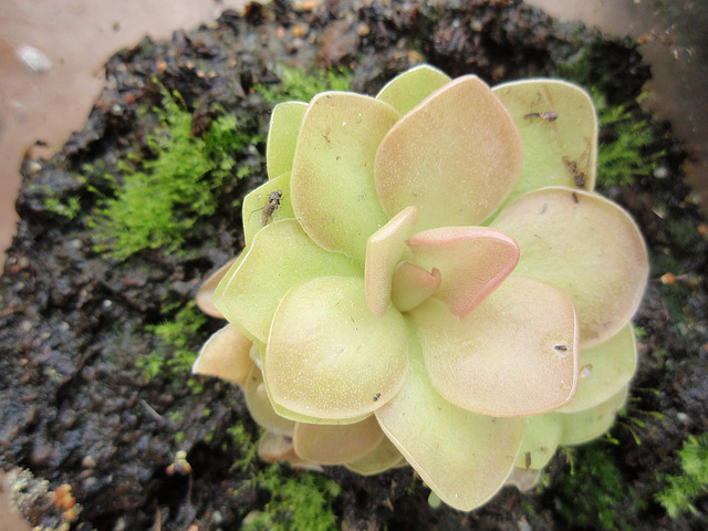 pinguicula P9063241