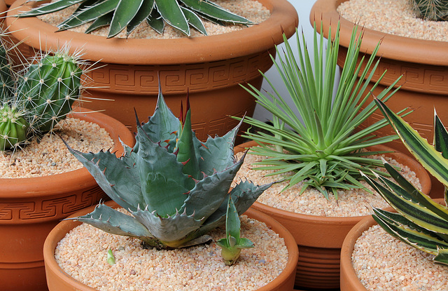 Agaves