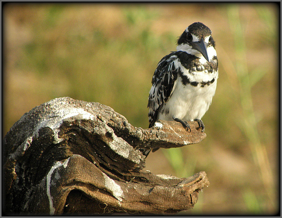 alcyon pie alcyon pie