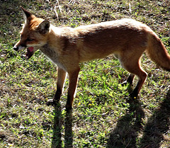 Fox growling