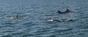 Dolphins at the Estuary of River Sado (1)