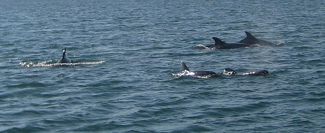 Dolphins at the Estuary of River Sado (1)