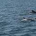 Dolphins at the Estuary of River Sado (1)